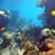 Animated Sea