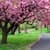 Spring Wallpaper Live