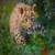 cheetah and leopard cub around the world