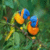 Beauty Bird Wallpaper