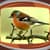 Top Birds Live Wallpapers