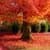 Beautiful Leaf in the Autumn Wallpaper