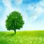 Rain Forest Live Wallpaper HD