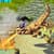 Wild Dragon Animals Hunter