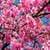 Sakura Flower Live Wallpaper Free
