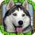 Stray Dog Simulator active