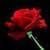 1055 Flowers Wallpapers