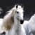 Horse Wallpaper HD 2024
