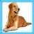 Kids Dog