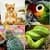 Guess The Animal Quiz