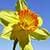 1011 Flowers Wallpapers