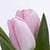 1054 Flowers Wallpapers