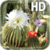 Cactus Flowers LWP