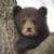 Black Bear Cubs around the world