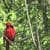 Nature Live Wallpaper 99