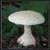 white mushroom around the world