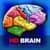 3D Brain ANATOMY