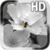 Black and White Flower LWP