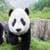 Panda Bear Cubs around the world