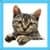 Kids Cat