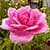 1045 Flowers Wallpapers