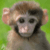 Angry monkey fly