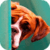Cute Boxer Puppy LWP