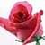 1043 Flowers Wallpapers