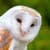 Cute Owl Wallpaper 2024