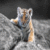 Tiger Wallpaper HD
