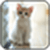Cat Wallpaper_1