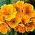 1010 Flowers Wallpapers