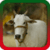 Cow Ringtones