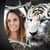 New Tiger Photo Frames