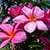 1024 Flowers Wallpapers