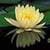 1025 Flowers Wallpapers