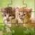 puppy and kittens puzzles