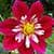 1049 Flowers Wallpapers