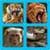26 Animal Sound