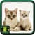 Kitten And Cat Pictures