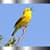 New Bird Ringtones