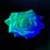 images of the blue rose 4k