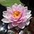 1032 Flowers Wallpapers