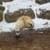 Polar Bear Cubs around the world