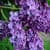 Lilac flower Wallpaper HD