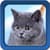 Kitten Live Wallpapers