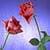 1017 Flowers Wallpapers