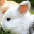 Cute Bunnies Live Wallpaper 2