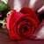 1082 Flowers Wallpapers