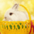 Rabbit Wallpaper 2024